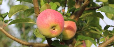 苹果可以去痘印吗 苹果营养价值和功效