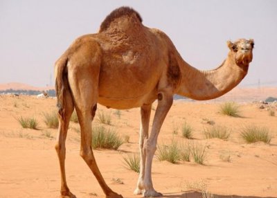骆驼又大又厚的脚掌和两层睫毛有什么用处
