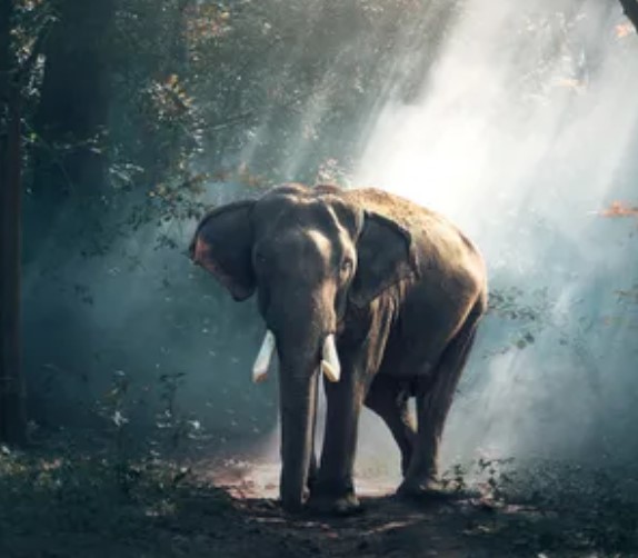 大象通过什么方式防晒