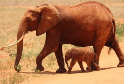 大象一般是通过什么方式防晒的 大象的生活习性