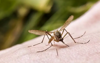 被蚊子咬了怎么止痒 喷香水可以驱蚊吗
