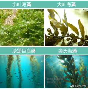 海藻面膜有用吗 海藻面膜的功效与作用