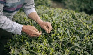 采摘的新鲜茶叶怎么保存