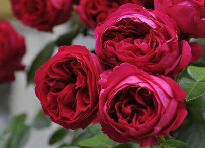 红玫瑰花语 红玫瑰的花语和寓意