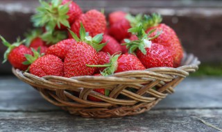 草莓原产地是什么地方