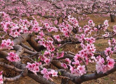 桃树生长过程 桃树的生长过程