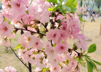 樱花花语和寓意 樱花的花语是什么