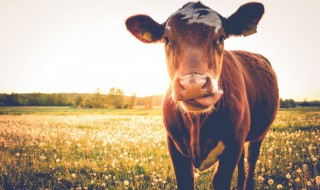 梦见杀牛是什么意思 梦见杀牛代表什么