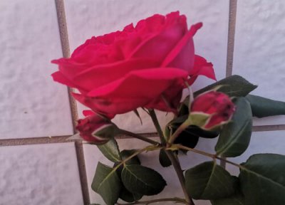 99朵红玫瑰花花语 99朵红玫瑰的花语是什么意思
