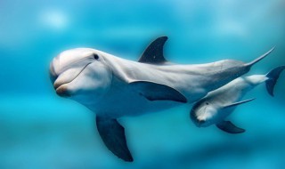 海豚是一种兽类而非鱼类