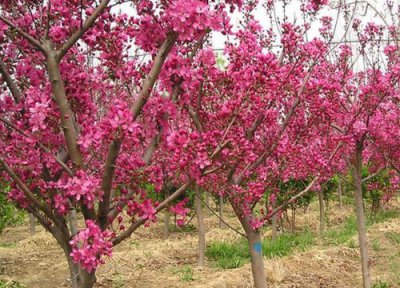 西府海棠是�棠具�是灌木植物
