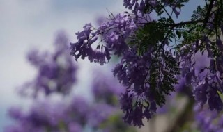 圣罗兰花语 紫色圣罗兰花的寓意