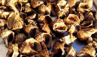 海螺如何保鲜 海螺有什么保鲜方法