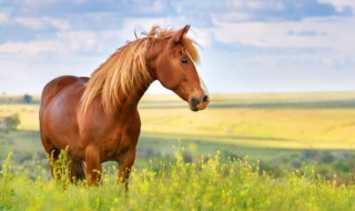 梦见四匹马是什么意思 梦见四匹马代表什么