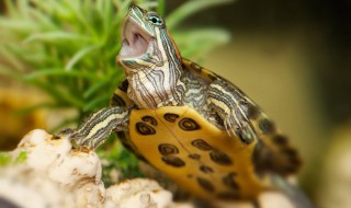 石斑龟怎么养才正确