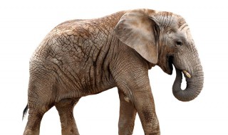 大象的特征 大象有什么特点